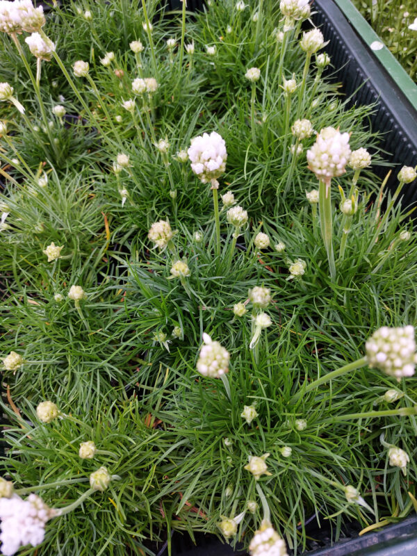 zawciag-bialy-2 Zawciąg nadmorski - biały