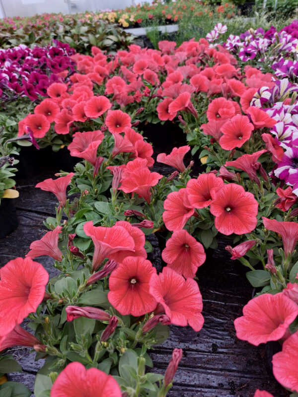 20230506_180425 Surfinia - Potunia Coral