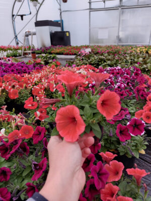 Lobelia okazała | Lobelia speciosa