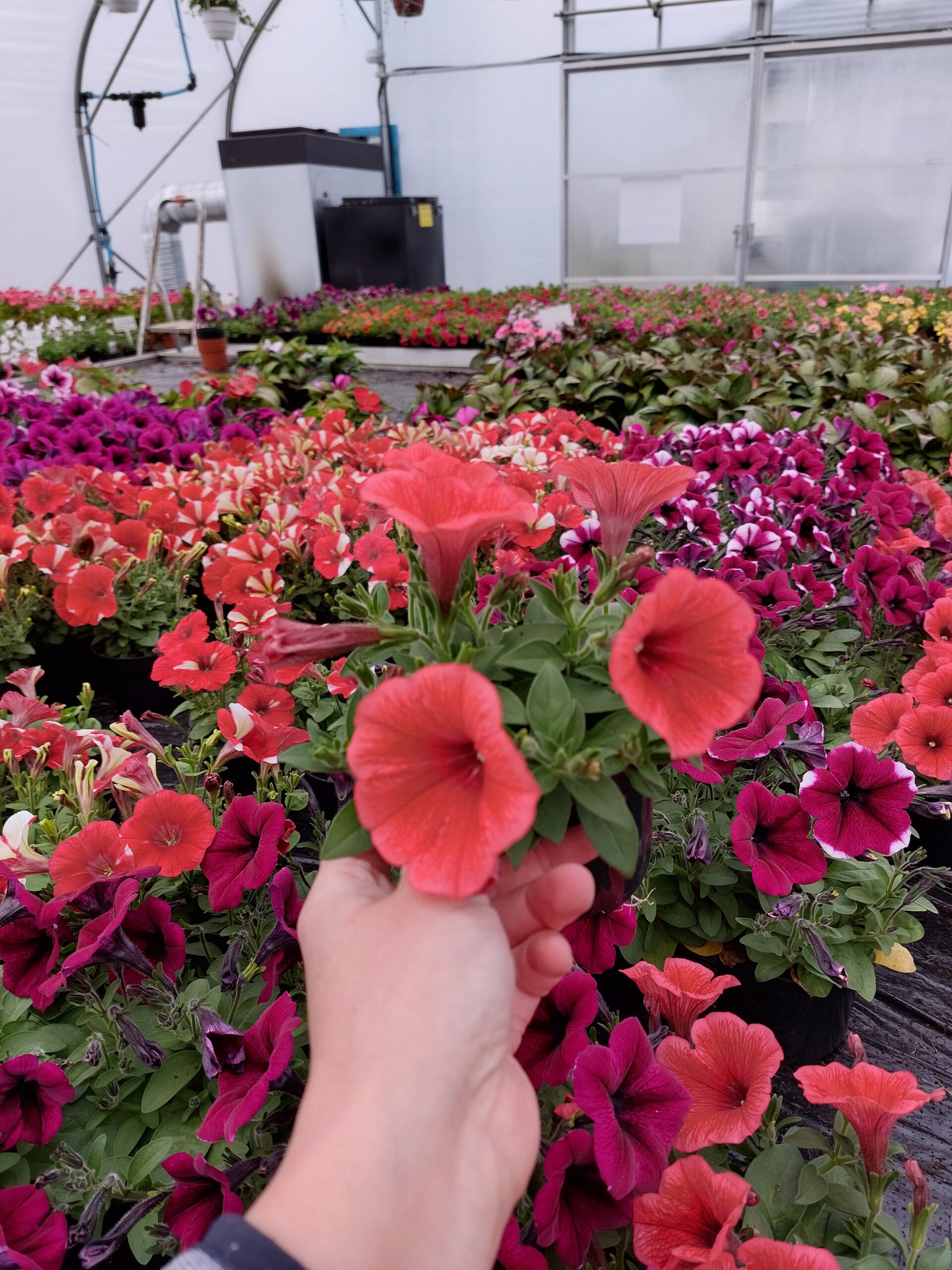 Surfinia - Potunia Coral