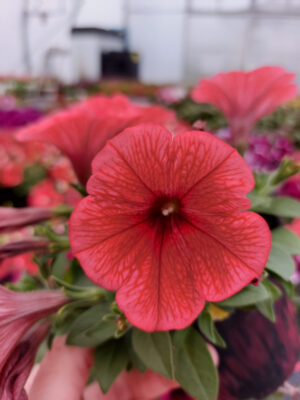 Surfinia - Potunia Coral