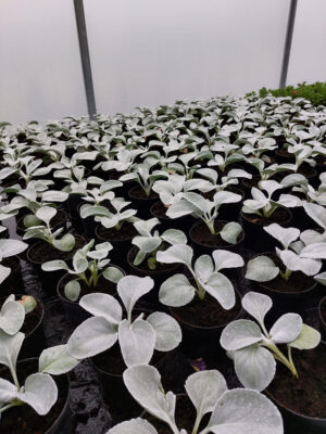 Kocimiętka groniasta | Napeta racemosa