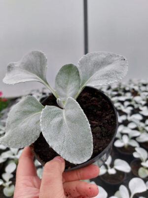 20230506_182309 Skrzydła anioła - Angel Wings