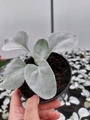 Skrzydła anioła - Angel Wings