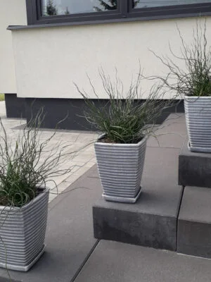 20210610_092511 Trawa kręcona Juncus effesus Spiralis