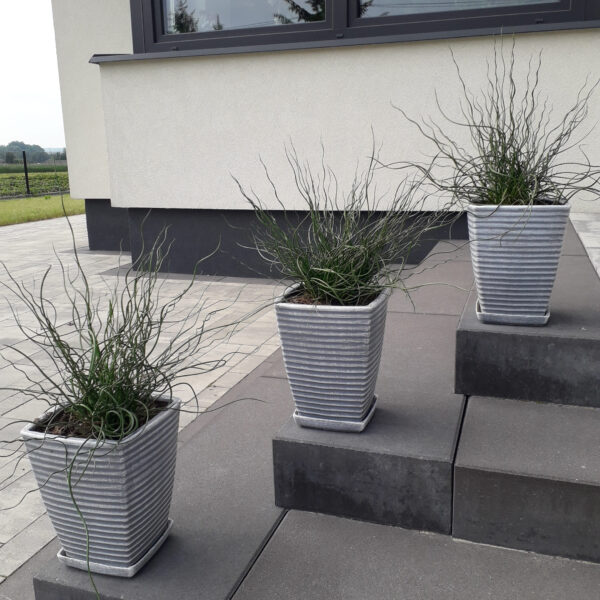 Rośliny Ozdobne Car, Zamość, Jatutów, Lublin, Trawa kręcona Juncus effesus Spiralis
