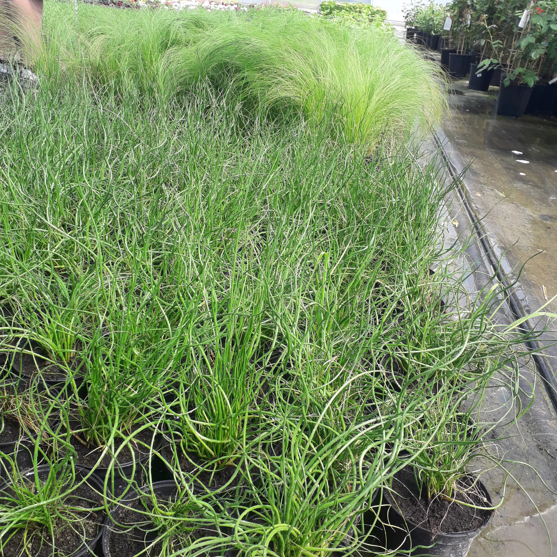 Trawa kręcona Juncus effesus Spiralis