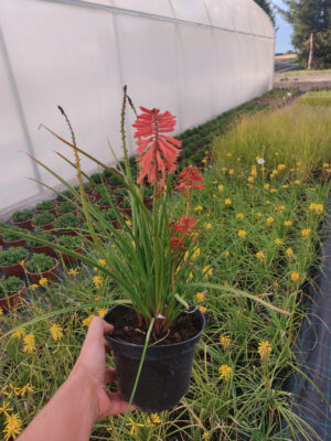 20220810_185345 Trytoma czerwona Poco Red