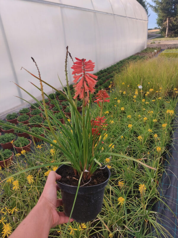 20220810_185345 Trytoma czerwona Poco Red