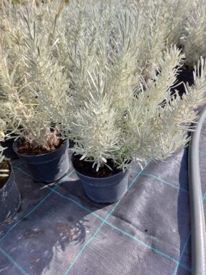 20220830_152655 Kocanka włoska, Maggi, wieloletnia