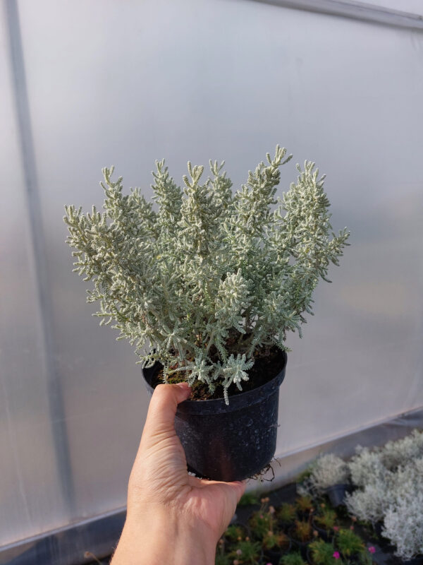 Kocanka włoska, Maggi, wieloletnia