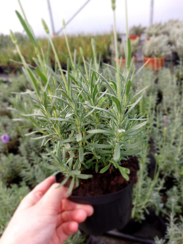 Lawenda Hidcote Blue Strain