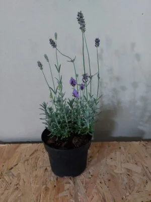 20221104_100402-1-1 Lawenda Hidcote Blue Strain