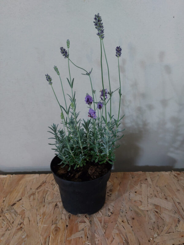 Lawenda Hidcote Blue Strain