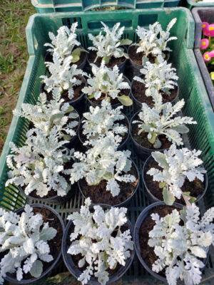 20230326_081239 Starzec popielaty