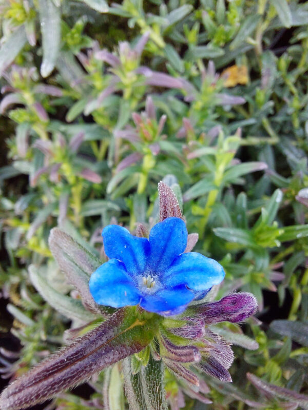 Nawrot rozpierzchły- bylina