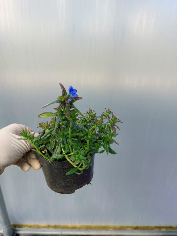 Nawrot rozpierzchły- bylina