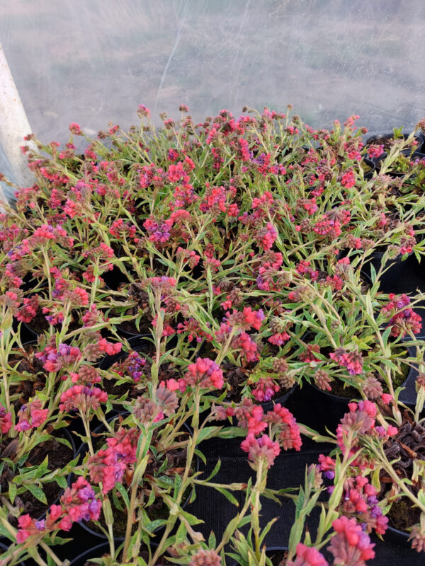 20230331_170318 Miodunka Rasperry Splash