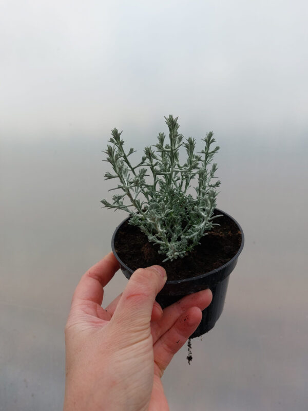 20230420_152521 Mrozek - Calocephalus brownii