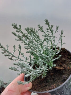 20230420_152526 Mrozek - Calocephalus brownii