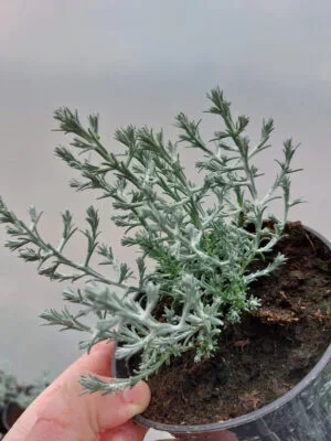 Mrozek - Calocephalus brownii