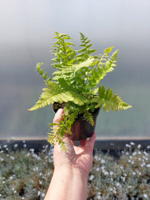 20230504_145638 Paproć zimozielona