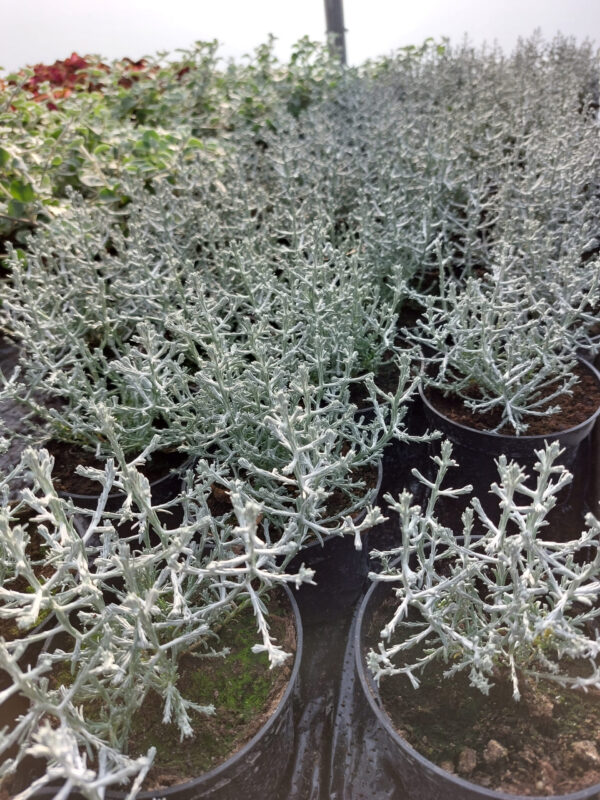 20230504_175737 Mrozek - Calocephalus brownii