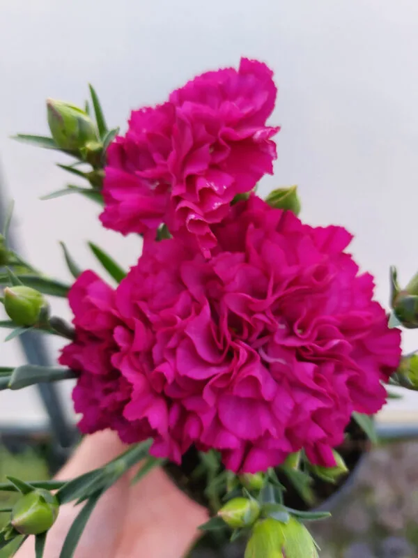 Goździk, bylina - purpurowy