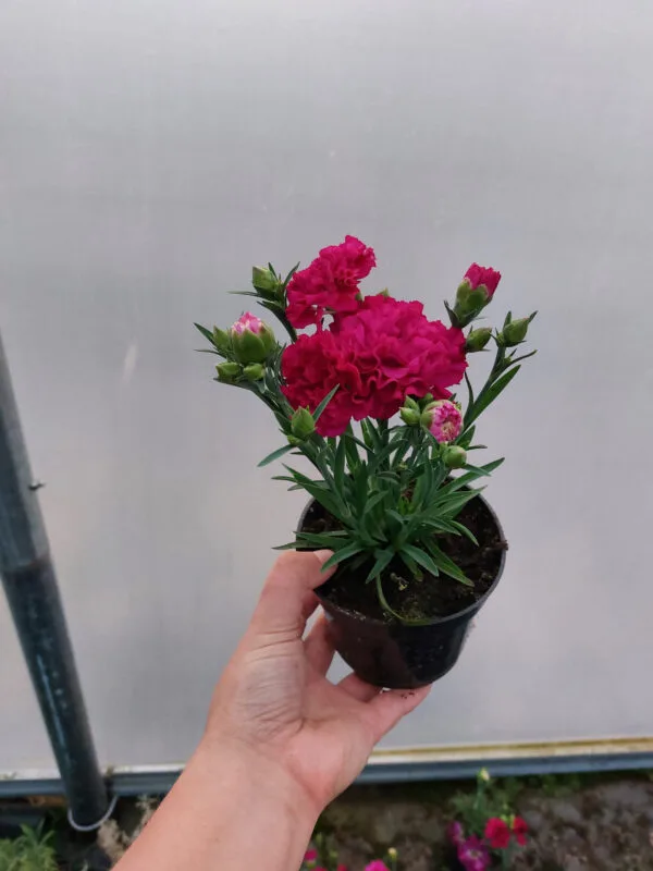 Goździk, bylina - purpurowy