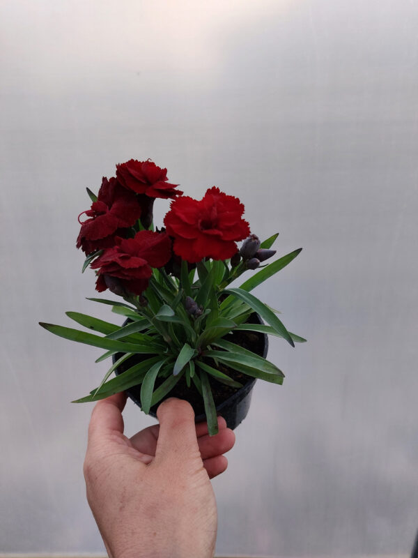 Goździk, bylina - bordowy