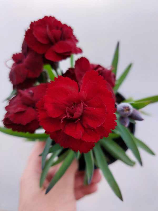 Goździk, bylina - bordowy