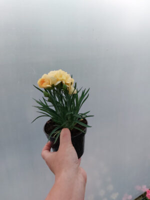 Goździk, bylina - żółty