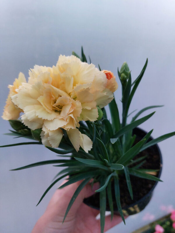 Goździk, bylina - żółty