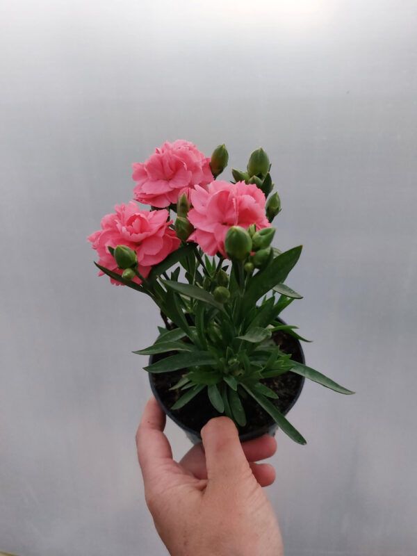 20230526_201720 Goździk, bylina - jasny róż