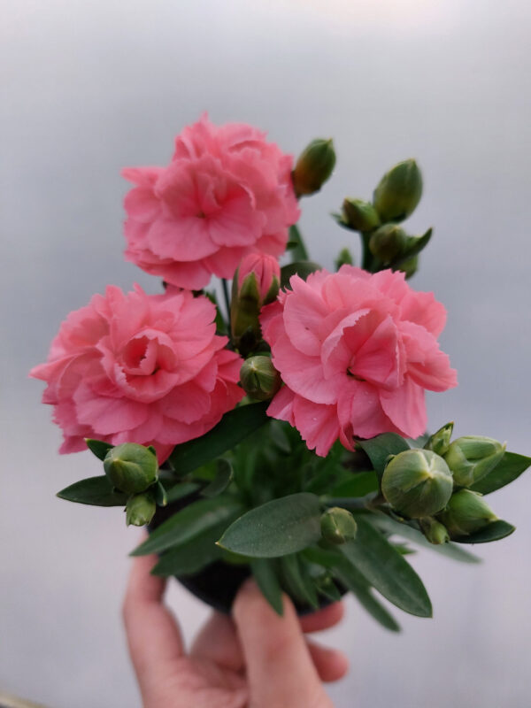 20230526_201723 Goździk, bylina - jasny róż