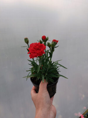 Goździk, bylina - czerwony