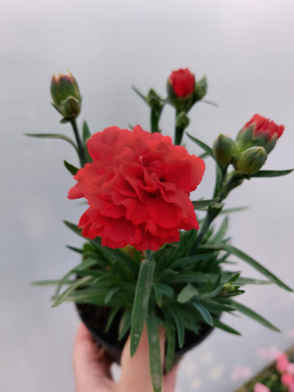 20230526_201800 Goździk, bylina - czerwony