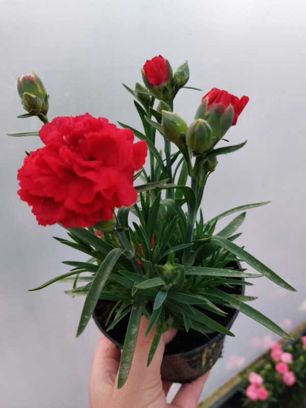 20230526_201803 Goździk, bylina - czerwony