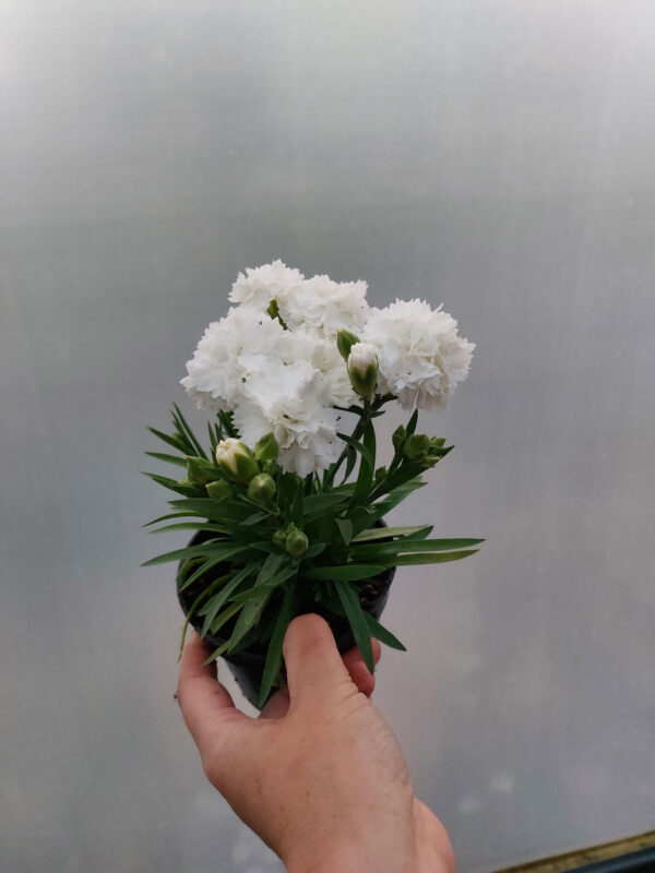 20230526_201824 Goździk, bylina - biały