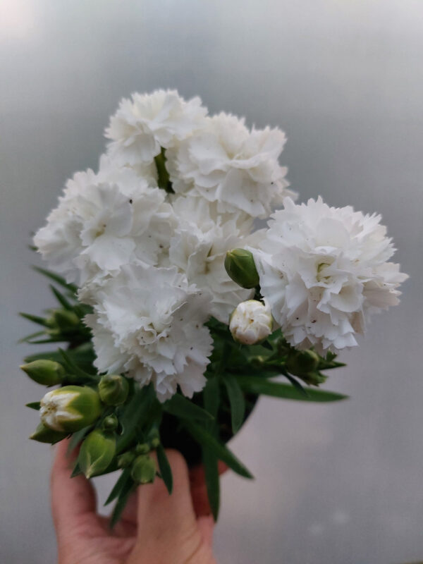 20230526_201827 Goździk, bylina - biały