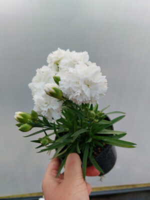 Goździk, bylina - biały