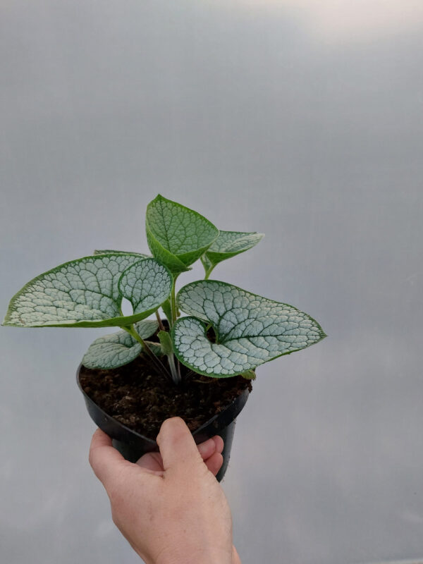 Brunera wielkolistna Sea Heart