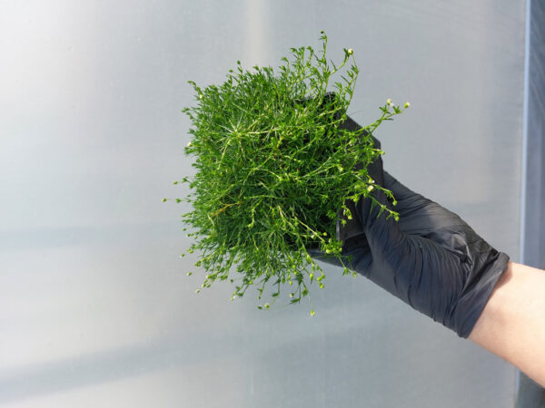 20230530_090254 Karmnik ościsty zielony