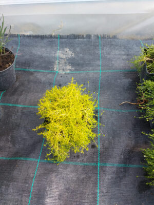 20230530_090358 Karmnik ościsty złoty