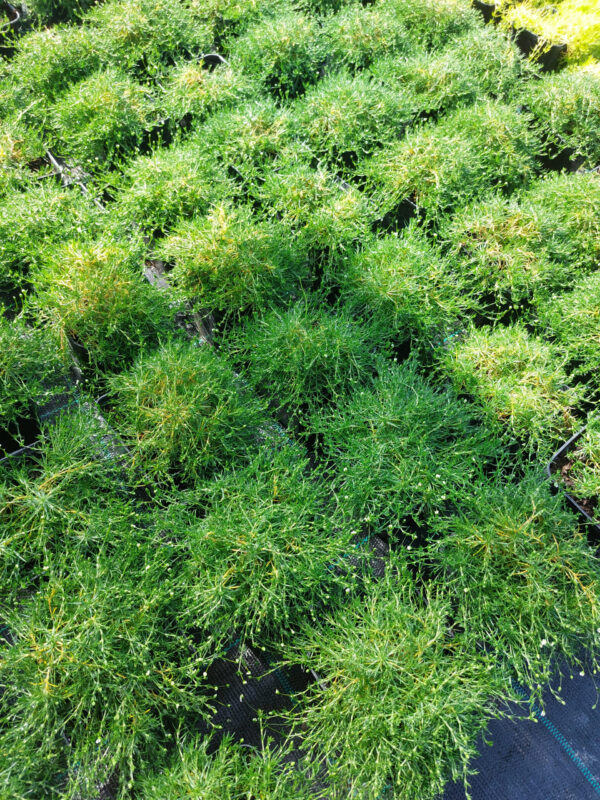 20230530_090409 Karmnik ościsty zielony