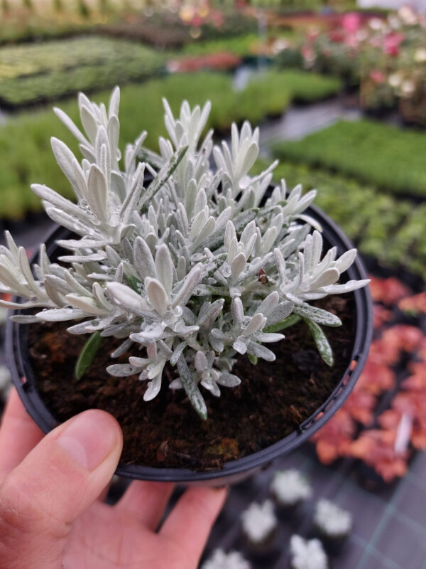 Kocanka włoska, Maggi, wieloletnia