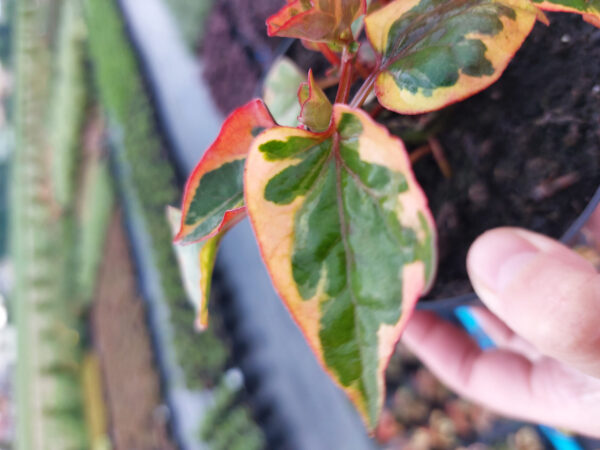 20230608_182507 Pstrolistka sercowata, Tułacz