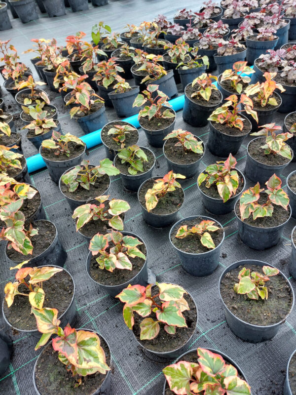 20230608_182514 Pstrolistka sercowata, Tułacz