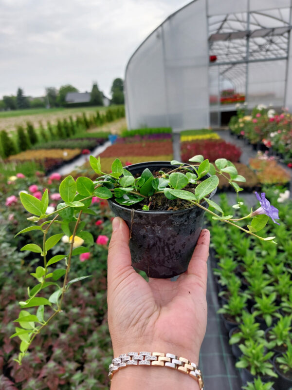 20230608_182651 Barwinek zimozielony