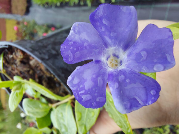 20230608_182704 Barwinek zimozielony